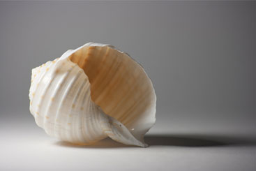 Shell 01