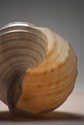 Shell 02