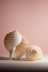 Shell 03