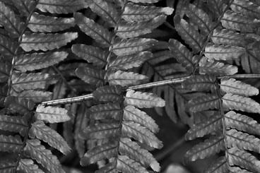 Straight: Fern