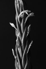 Straight: Flower