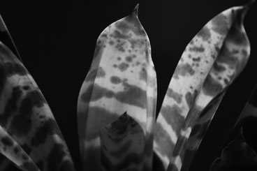 Straight: Plant